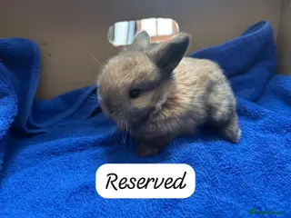 Mini Lop rabbits Gorgeous Mini Lops - Advert 3