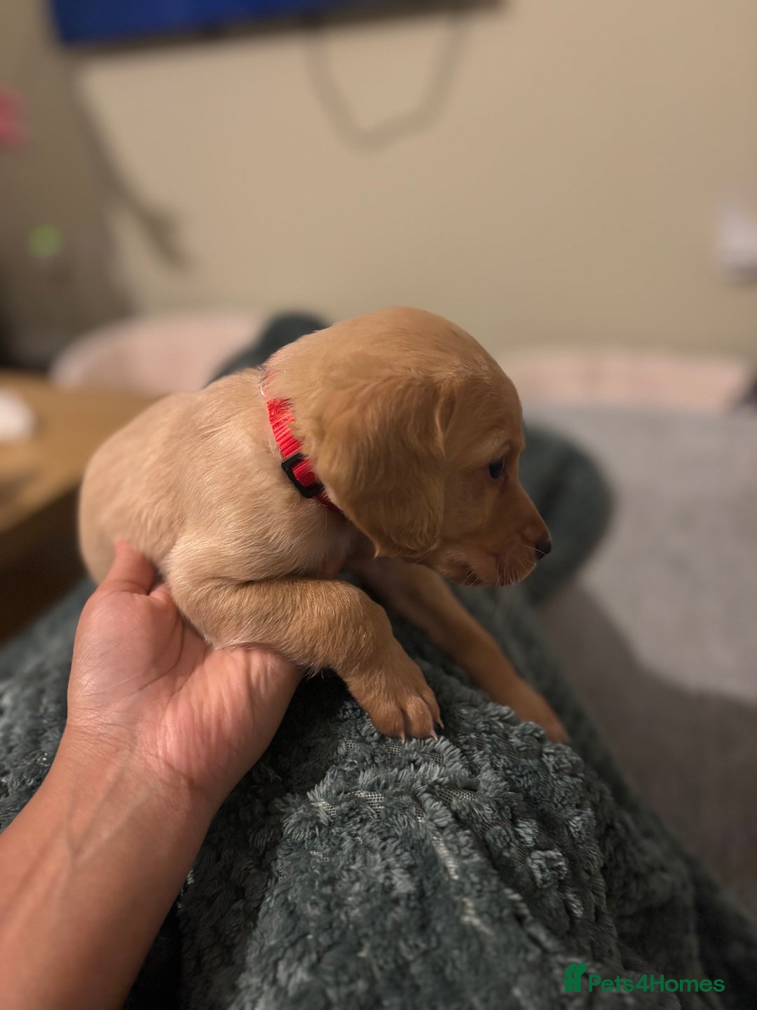 Mixed Breed dogs for sale: Lovely Cockapoo x miniature Labradoodle puppies!  - Advert 15