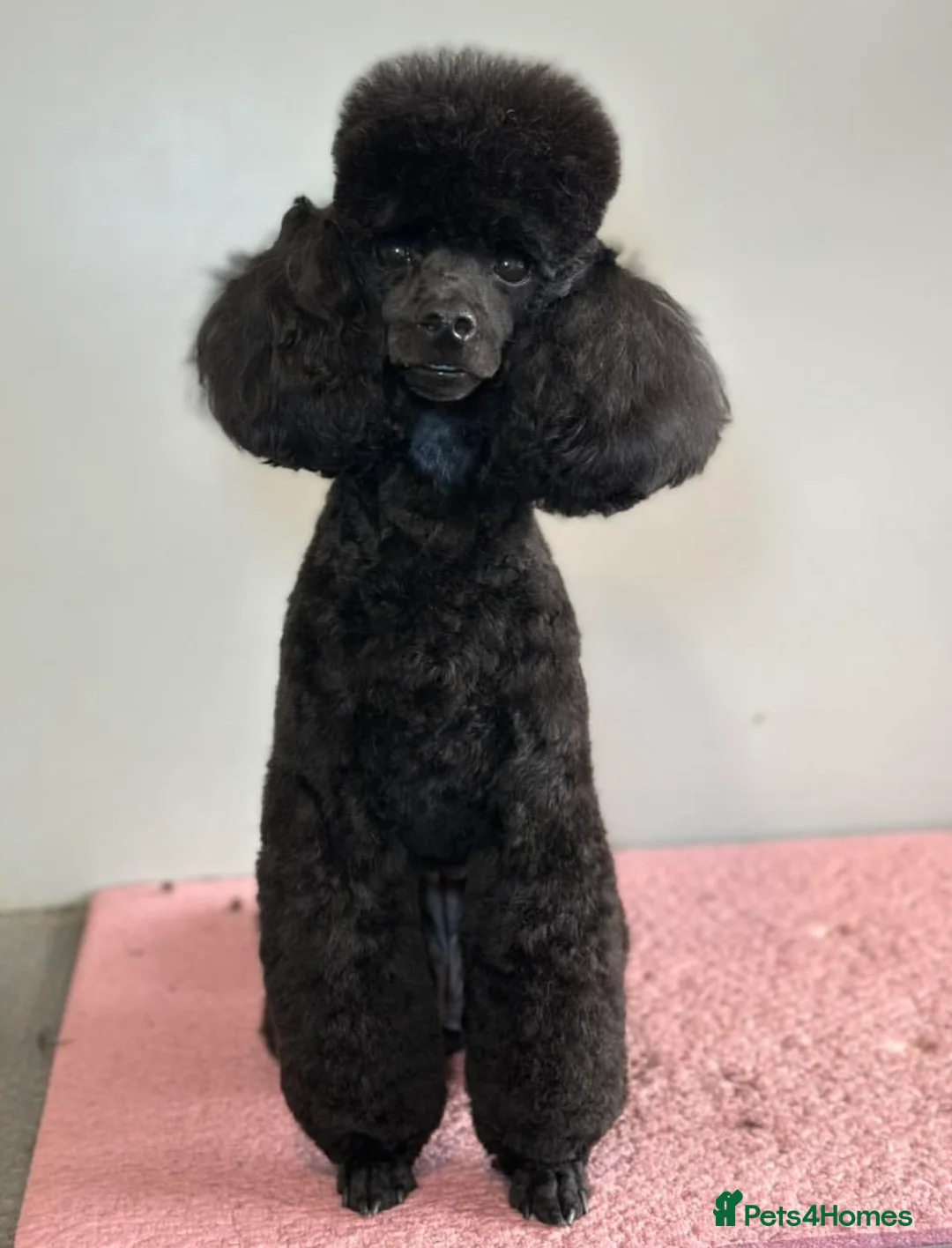 Toy Poodle dogs for sale: Toy poodle puppies  - Advert 3