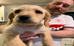 Double Doodle dogs for sale: Double doodles - Image 7
