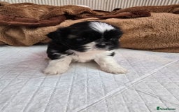 Shih Tzu dogs for sale: Hi my name is Maria  - Image 8