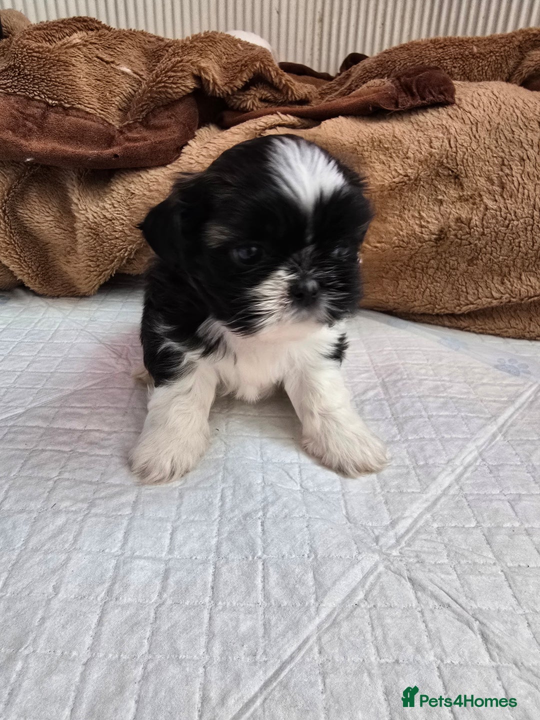Shih Tzu dogs for sale: Hi my name is Maria  - Image 8