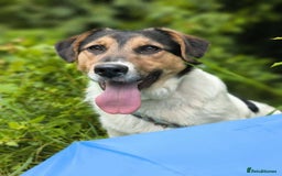 Mixed Breed dogs for adoption: 💙🐶 CASPER 🐶💙 - Image 6