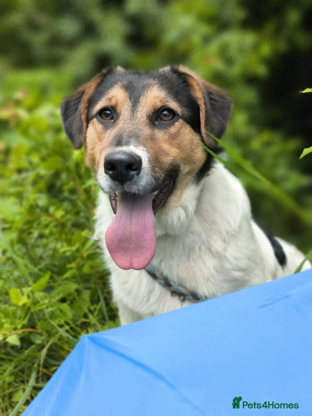Mixed Breed dogs for adoption: 💙🐶 CASPER 🐶💙 - Image 6