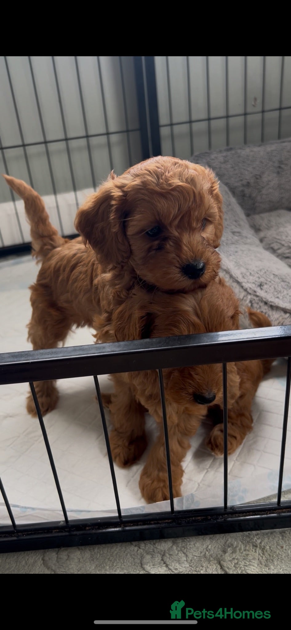 Cockapoo dogs Toy Cockapoo Puppies - Only 1 pup left - Advert 3