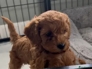 Cockapoo dogs Toy Cockapoo Puppies - Only 1 pup left - Advert 3