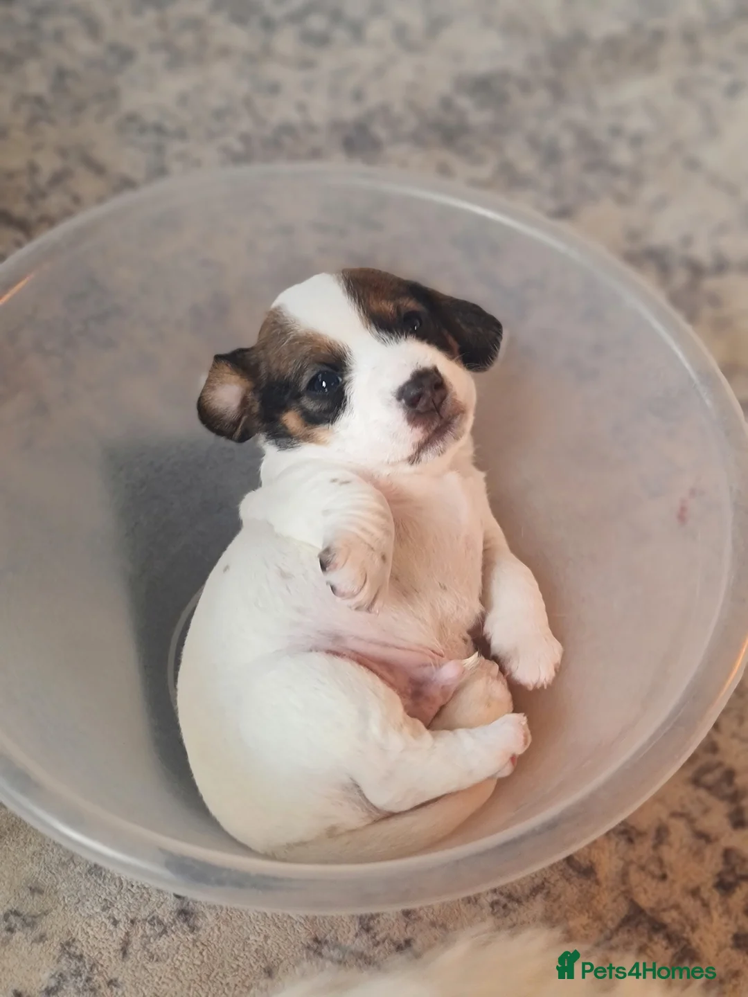 Jackshund dogs for sale: 4 lovely boys looking homes in Whitchurch - Advert 20