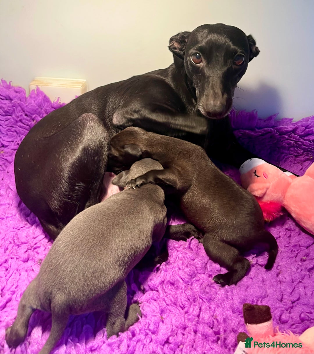Italian Greyhound dogs for sale: KC Reg Italian Greyhound blue girl - Advert 7