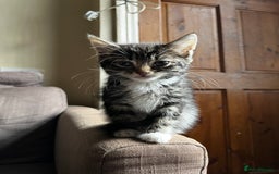Mixed Breed cats for sale: Male Tabby Kitten For Sale  - Image 1