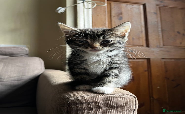Mixed Breed cats - Advert 15