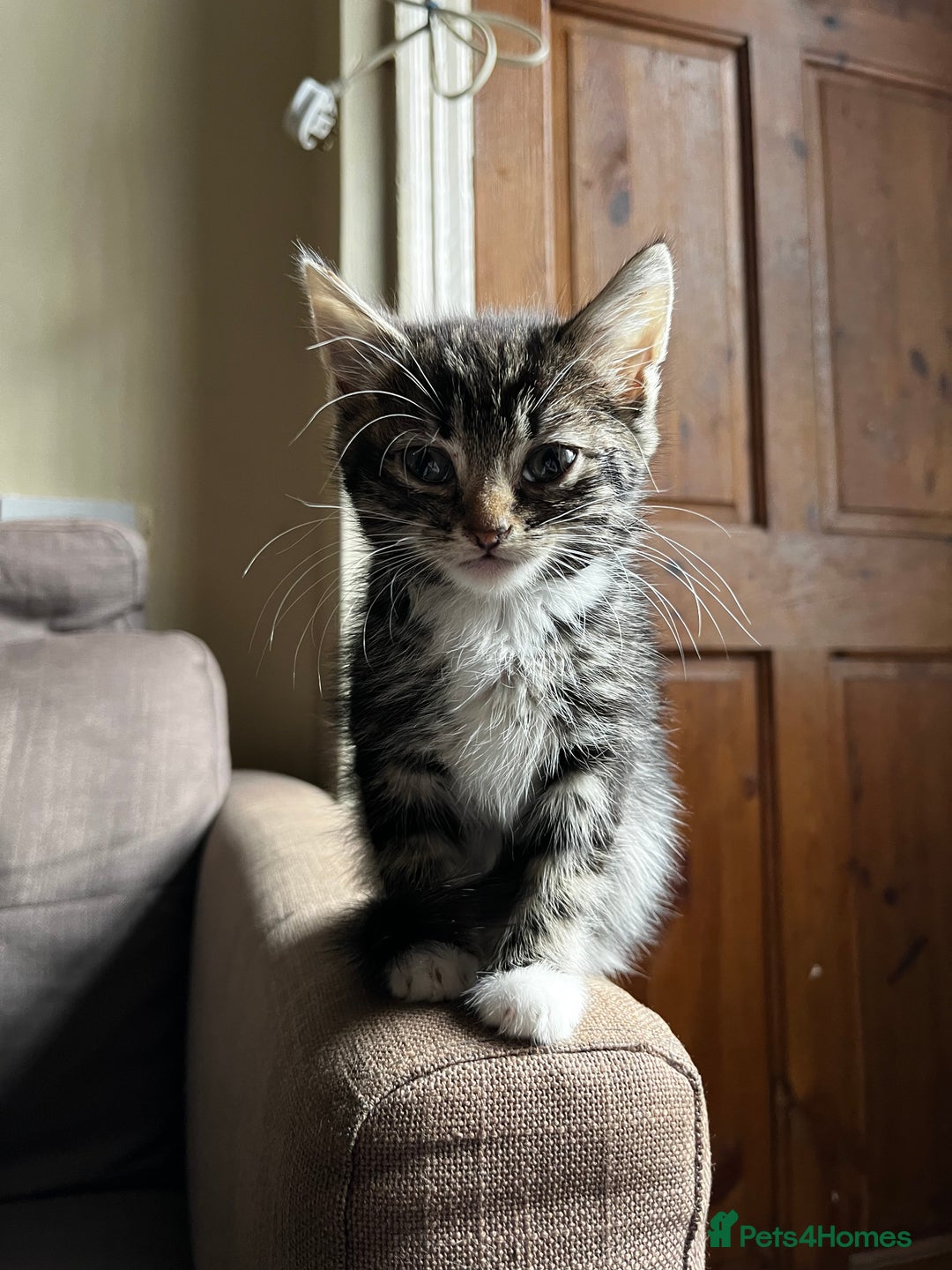 Mixed Breed cats for sale: Male Tabby Kitten For Sale  - Image 1