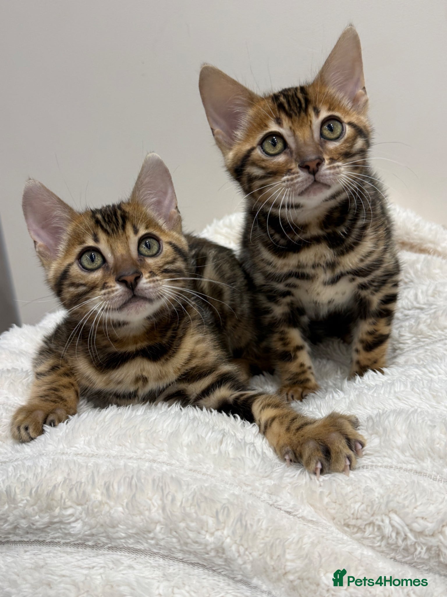 Bengal cats 🐆Adorable pedigree bengal kittens 🐆 - Advert 10