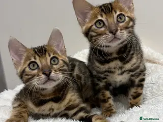 Bengal cats 🐆Adorable pedigree bengal kittens 🐆 - Advert 3