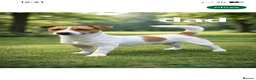 Jack Russell dogs for sale: Jack Russell girl puppy 5 months  in London - Advert 8