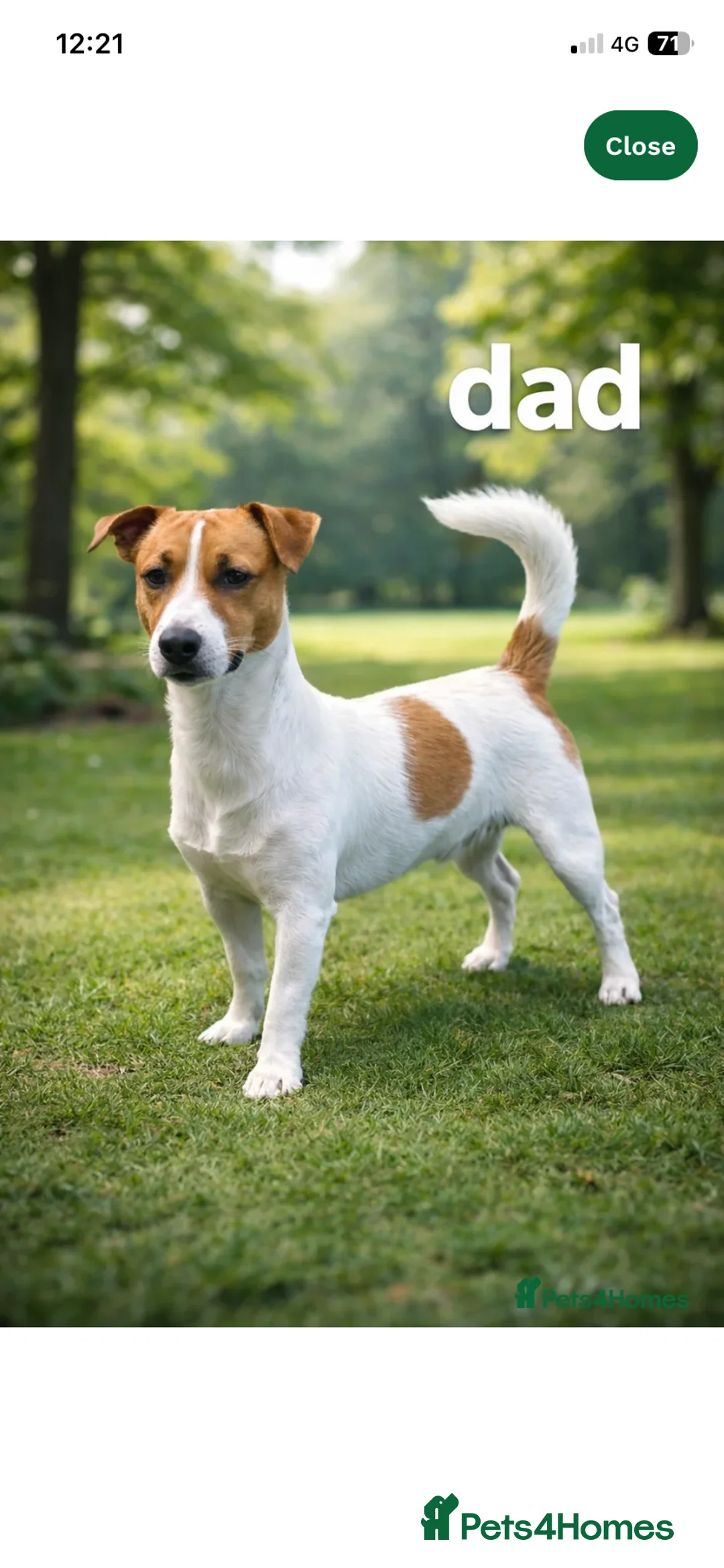 Jack Russell dogs for sale: Jack Russell girl puppy 5 months  in London - Advert 8