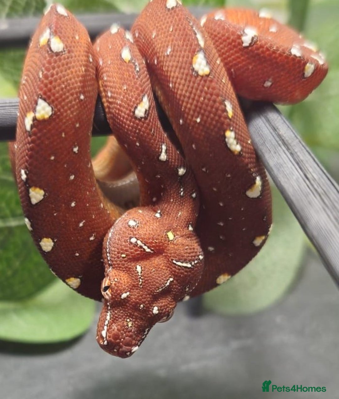 Python Snake reptiles for sale: Green tree Python in Mold - Image 2