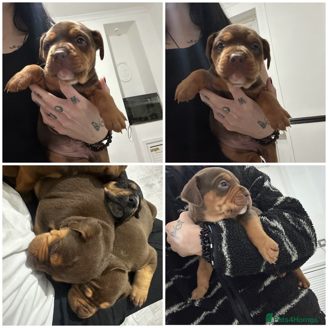 Mixed Breed dogs for sale: A beautiful litter of Rottweiler/staff/mastiffs - Advert 8
