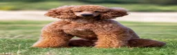 Standard Poodle dogs for sale: Exceptional Standard Poodle Puppies  - Advert 14