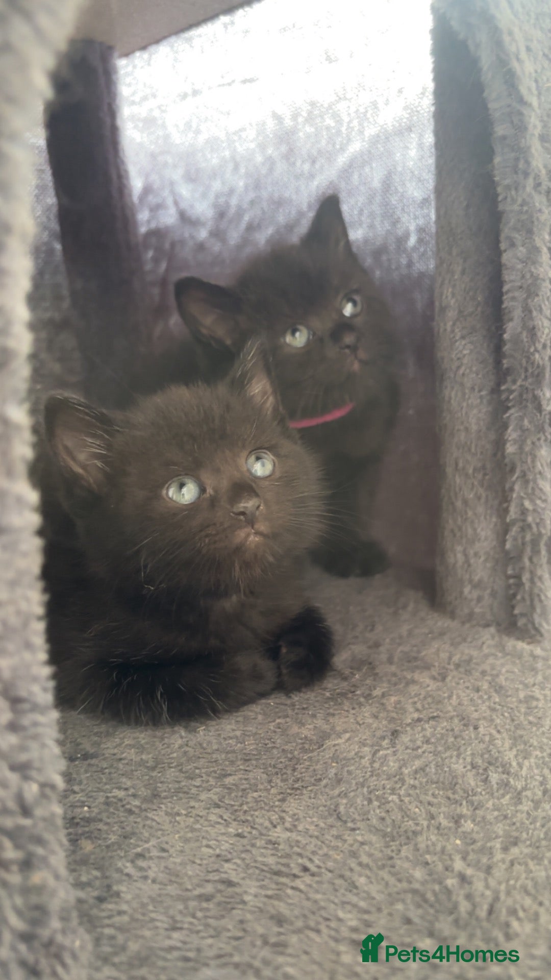 Mixed Breed cats British shorthair x kittens  - Advert 1