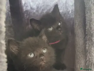 Mixed Breed cats British shorthair x kittens - Advert 1