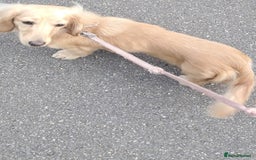 Dachshund dogs for sale: Kc boy dachshund  - Image 3