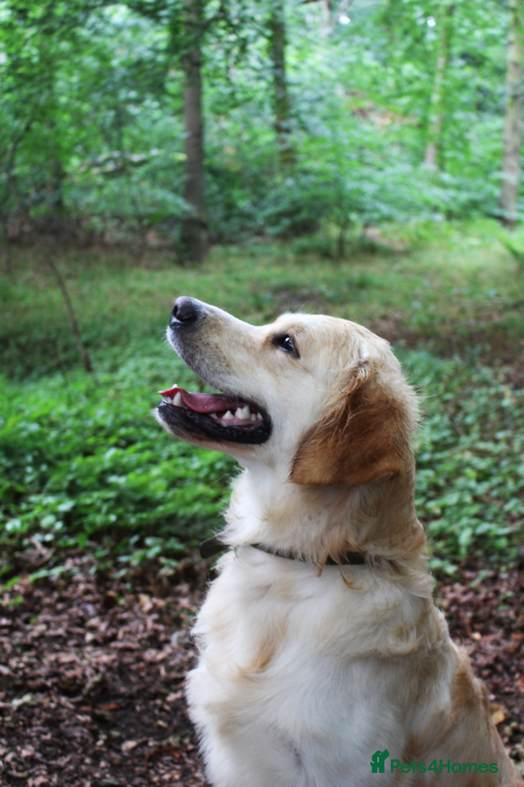Golden Retriever dogs for stud: KC Cream Golden Retriever Stud - Champion Lines - Advert 3