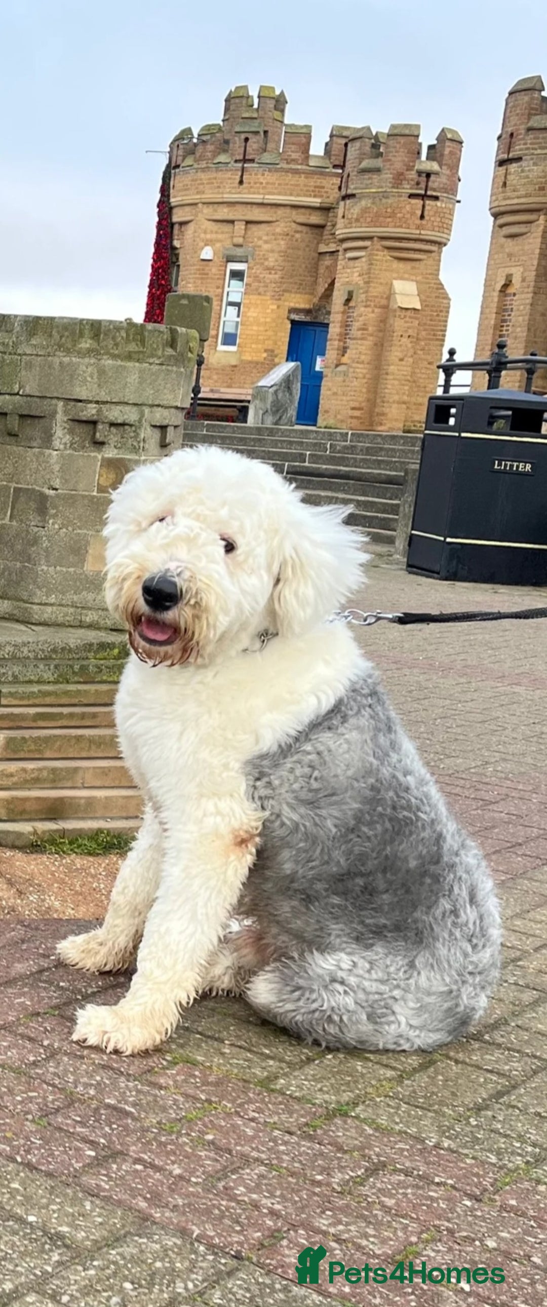 Sheepadoodle dogs for sale: Stunning Sheepadoodle puppies - Image 22