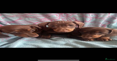 Miniature Dachshund dogs - Advert 2