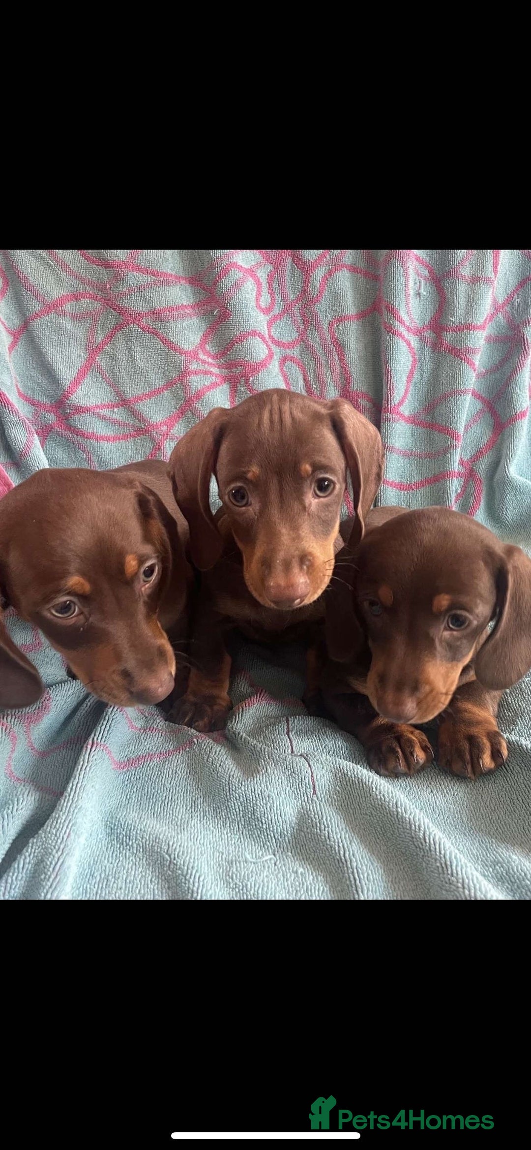 Miniature Dachshund dogs for sale: 3 beautiful mini dashund girls  - Image 2