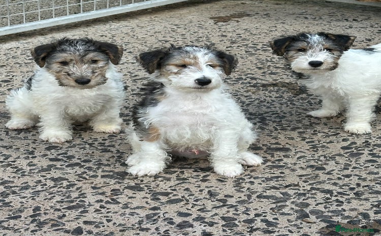 Fox Terrier dogs - Advert 8