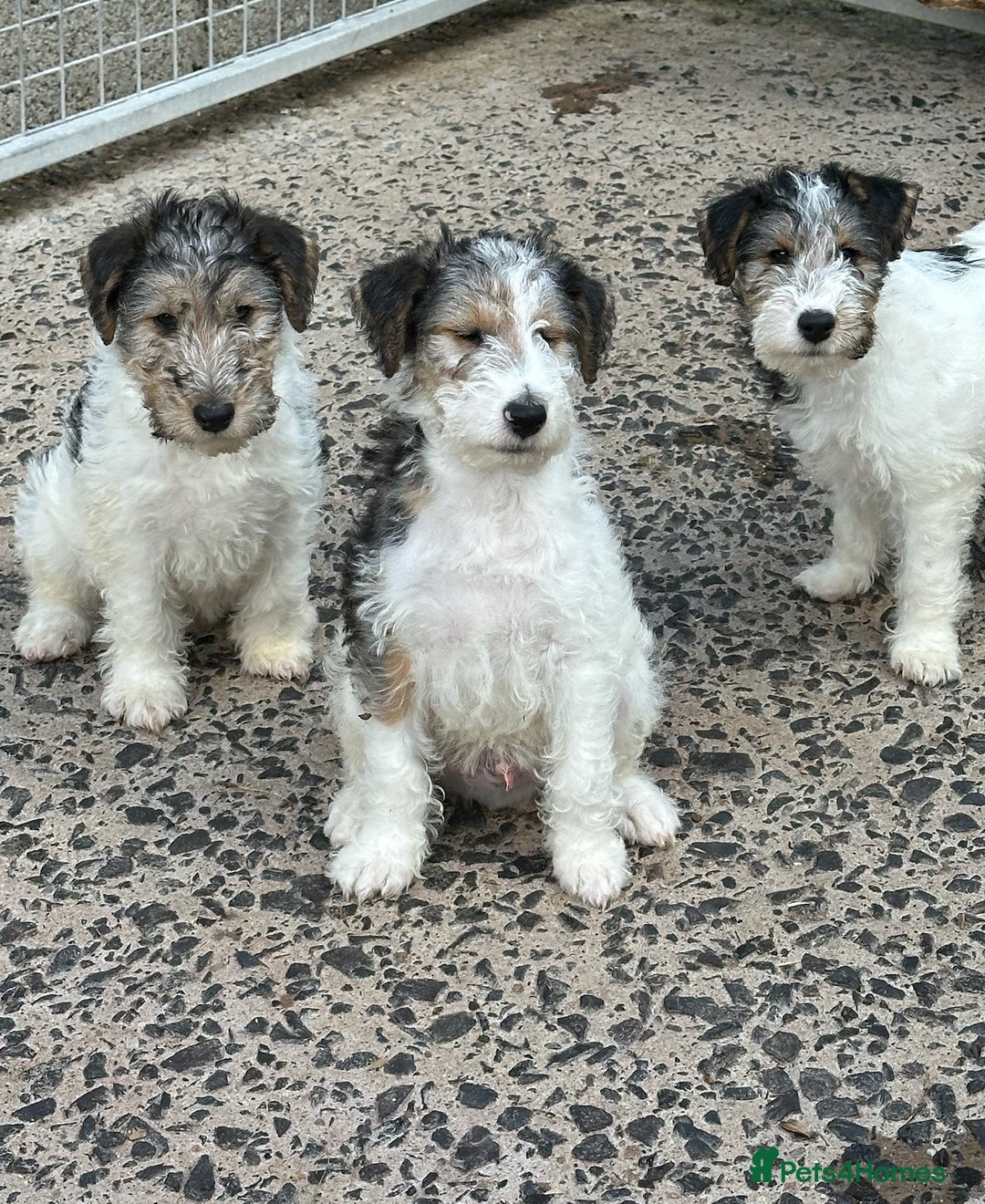Terrier Puppies Wire Fox Terrier Looking For New Home Wire Fox