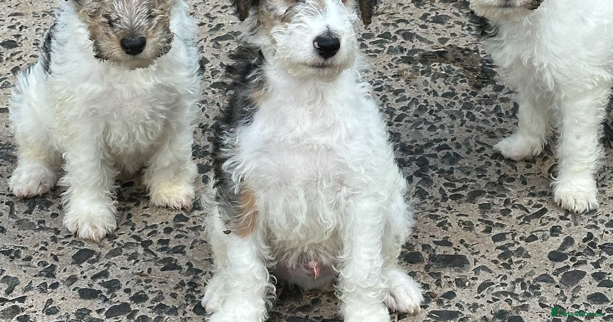 Terrier Dogs That Have Curly Hair Black Curly Dog Breeds With Long