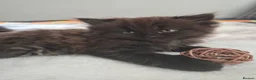 Persian cats for sale: Persian cross kitten - Advert 9