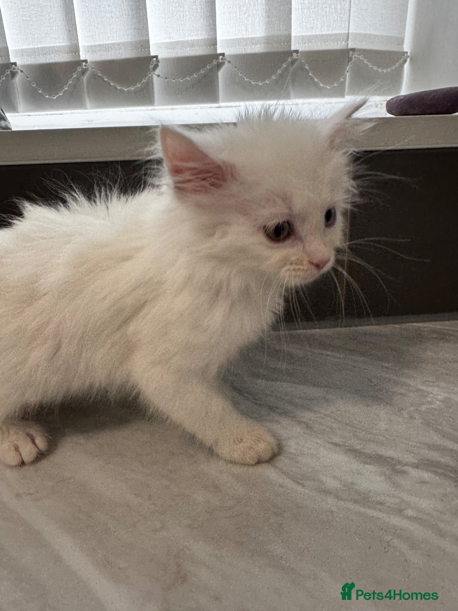 Mixed Breed cats for sale: 3 lovely kittens ready for a new home  - Advert 14