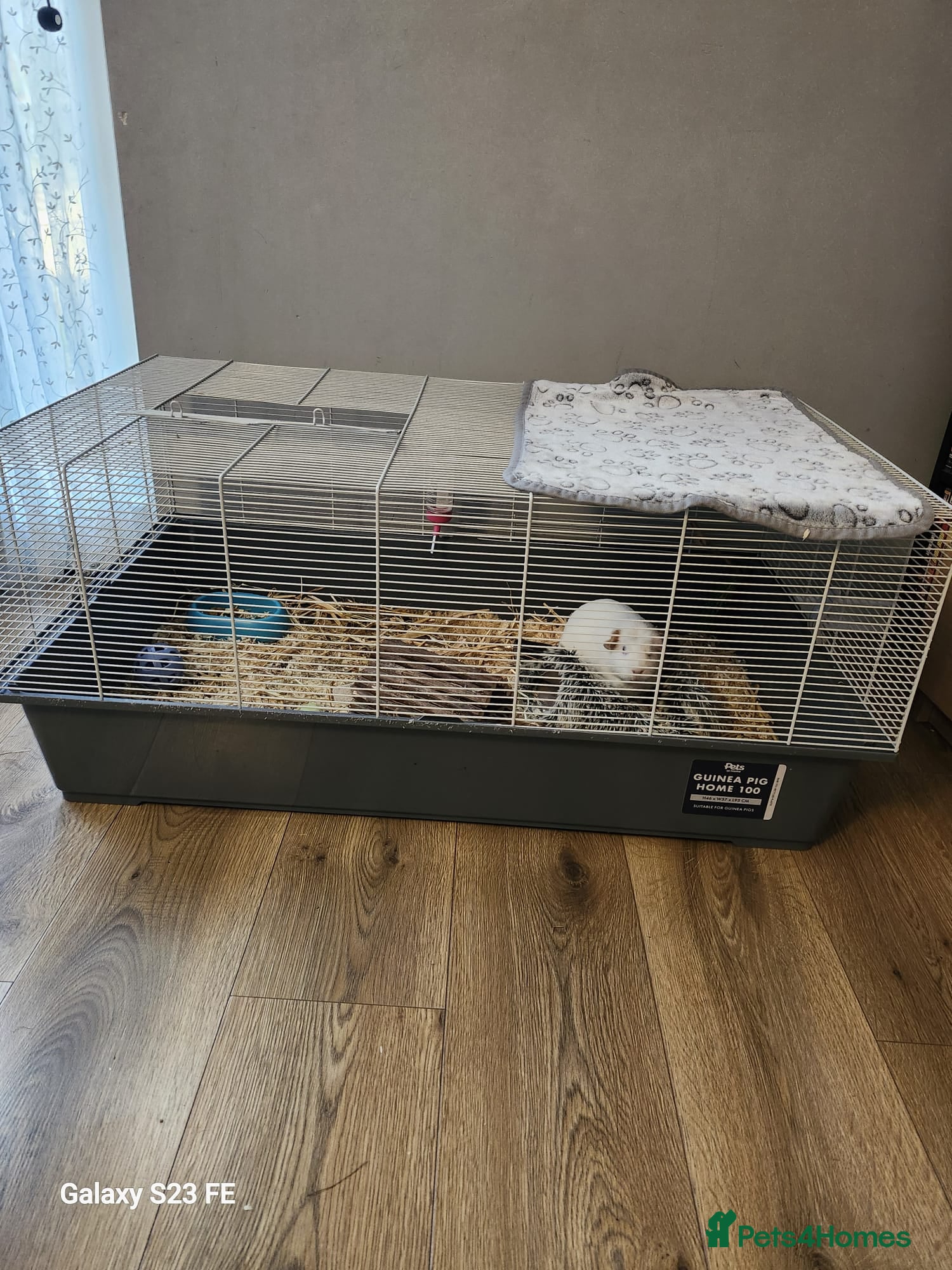 Guinea Pig rodents Very calm friendly guinea pig - Advert 2