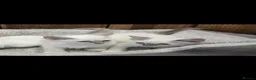 Ragdoll cats for sale: 4 Stunning Ragdoll Kittens  in Basildon - Advert 9