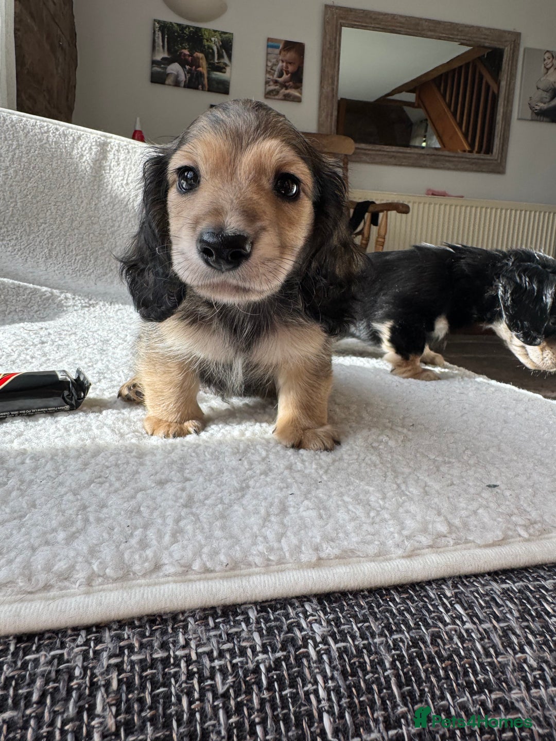 Mixed Breed dogs for sale: Miniature longhair dachshund  - Image 8