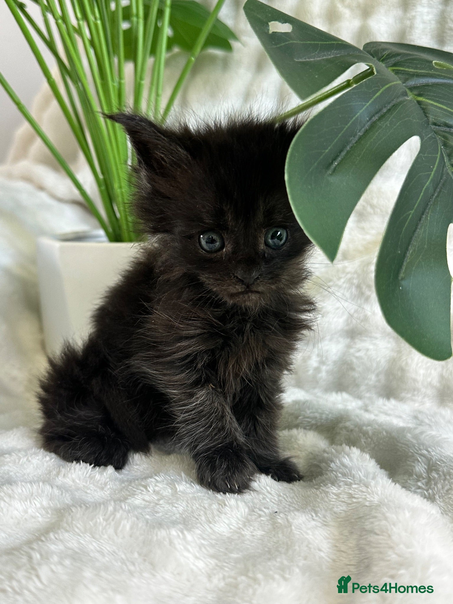 Maine Coon cats 4 pure Maine coon kittens left  - Advert 17