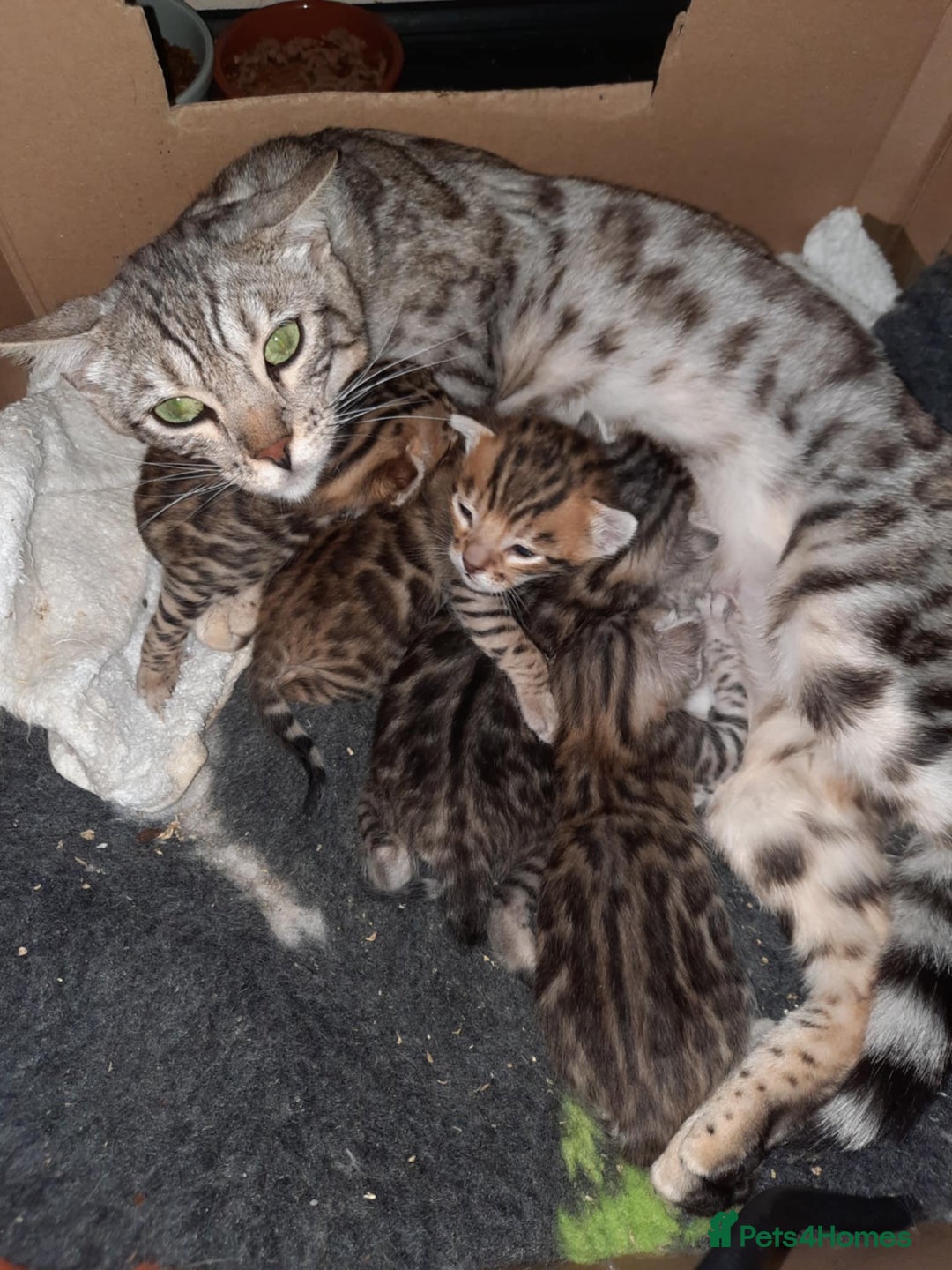 Bengal cats for sale: STUNNING GLITTER PELTED TICA REG BENGAL KITTENS - Image 19