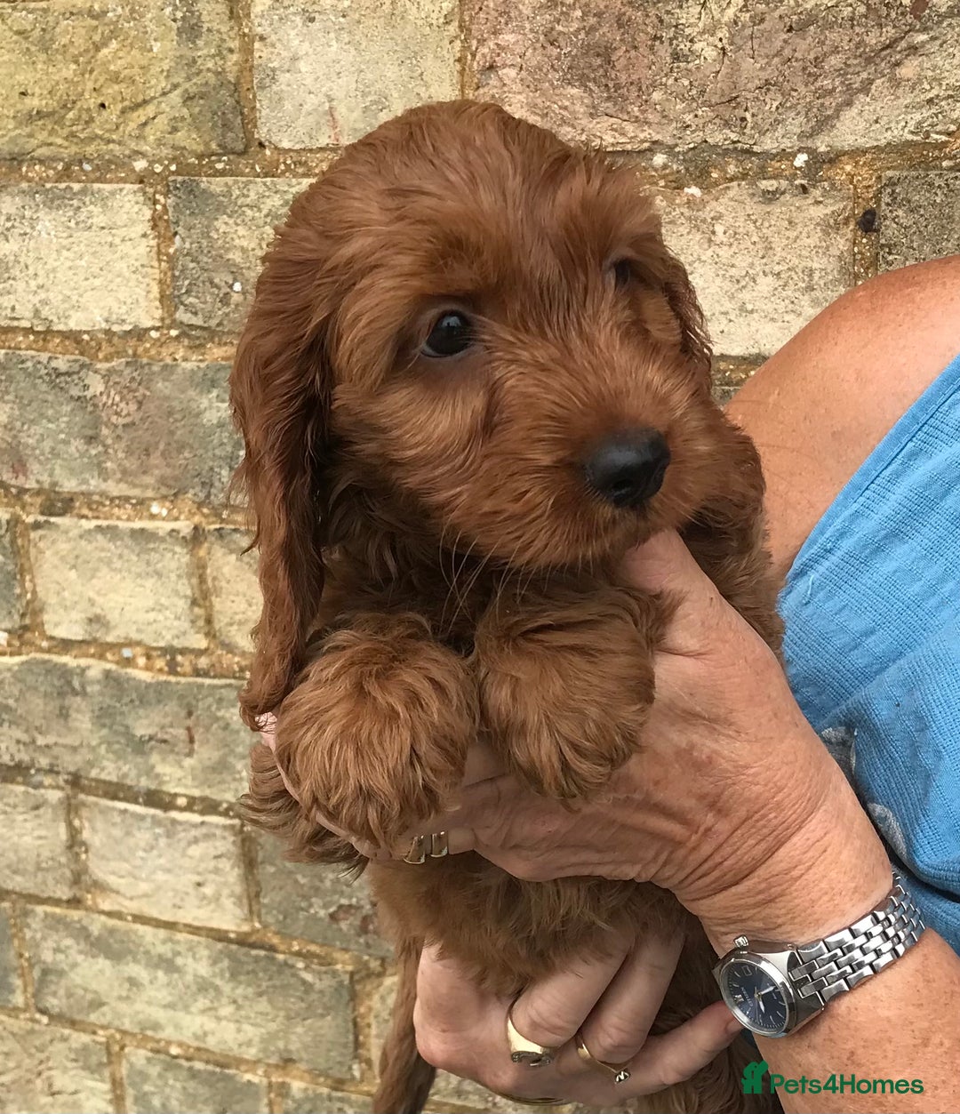 Cockapoo dogs for sale: COCKERPOOS HEALTH TESTED PARENTS - Image 6