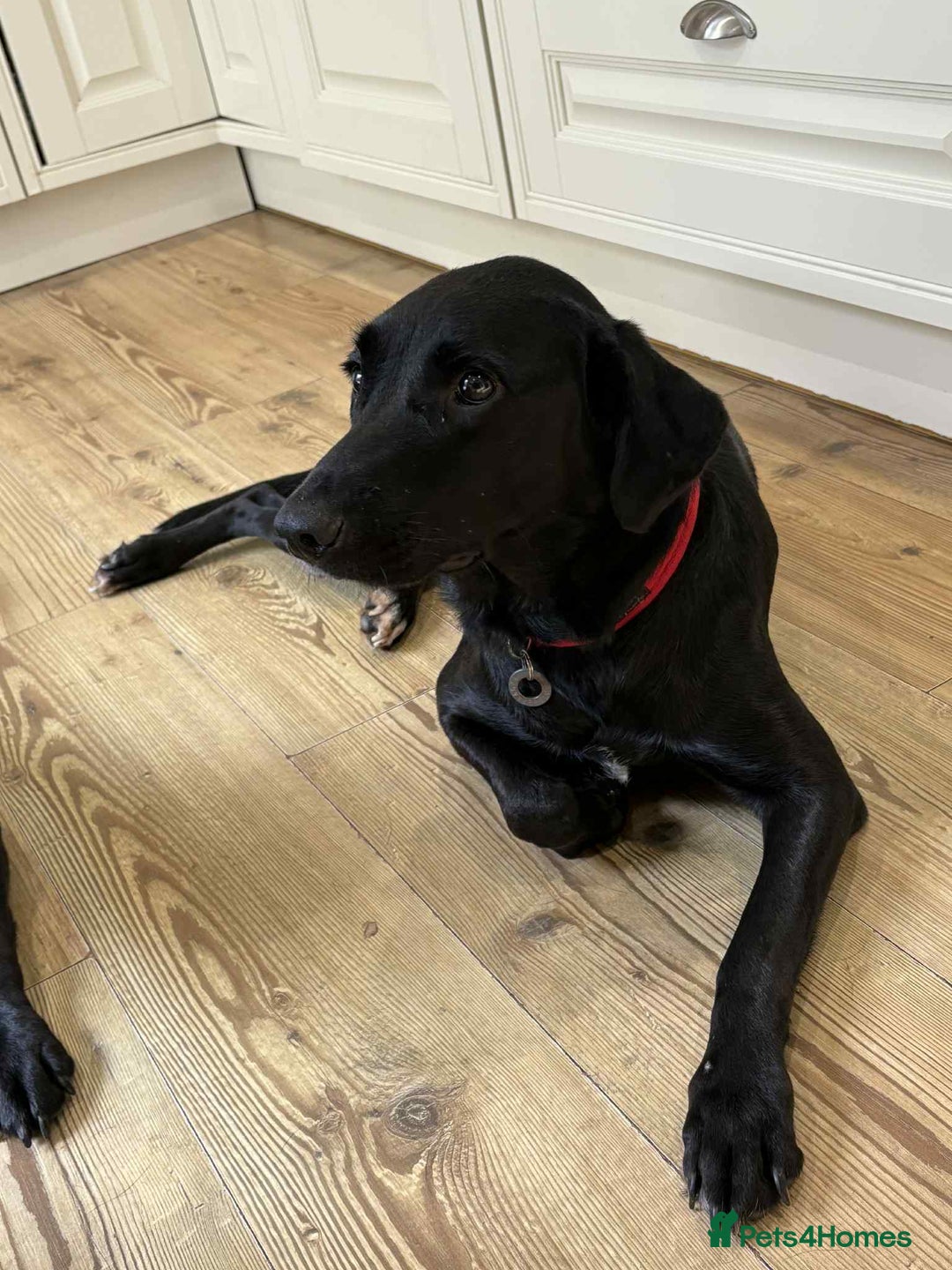 Labrador Retriever dogs for adoption: Pixie - Badersfield Norfolk  - Image 19