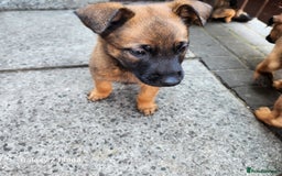 Belgian Shepherd Dog dogs for sale: Malinois x dutch herder  - Image 3