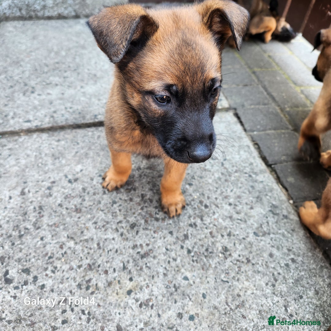 Belgian Shepherd Dog dogs for sale: Malinois x dutch herder  - Image 3
