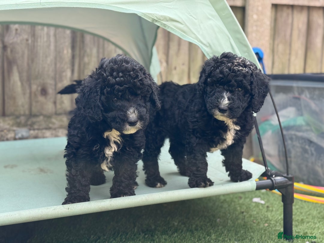 Sheepadoodle dogs for sale: Miniature Sheepadoodles (F1) - Image 1