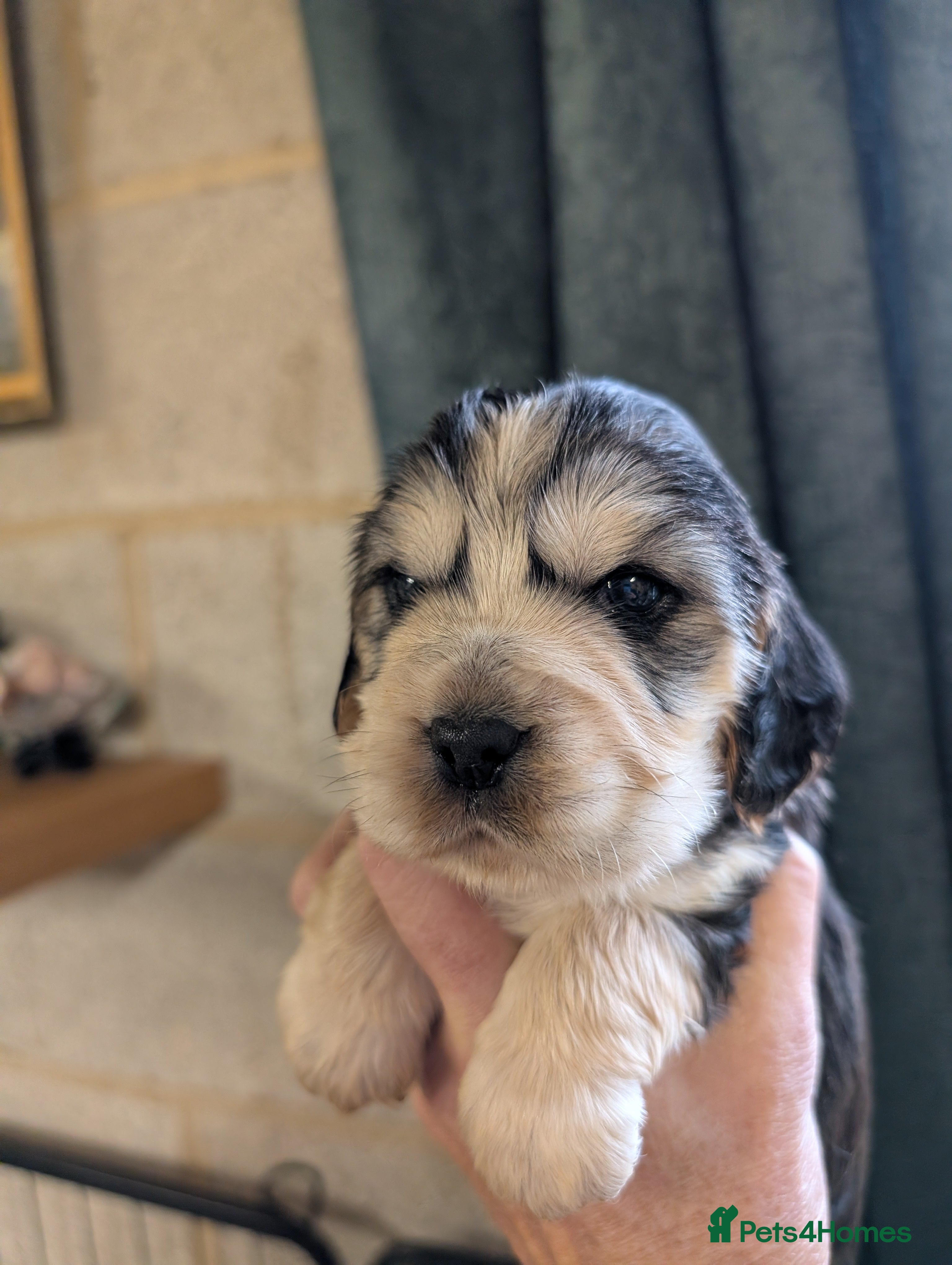 Cockapoo dogs Beautiful show type cocker x cockerpoo puppies  - Advert 17