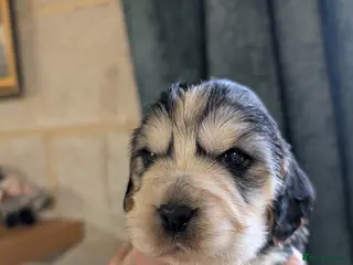 Cockapoo dogs Beautiful show type cocker x cockerpoo puppies - Advert 17