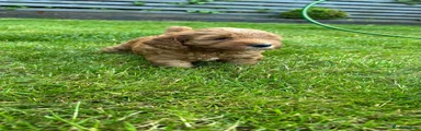 Puppy 8