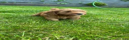 Cockapoo dogs for sale: Cockapoo Puppy *LAST BOY* - Advert 16
