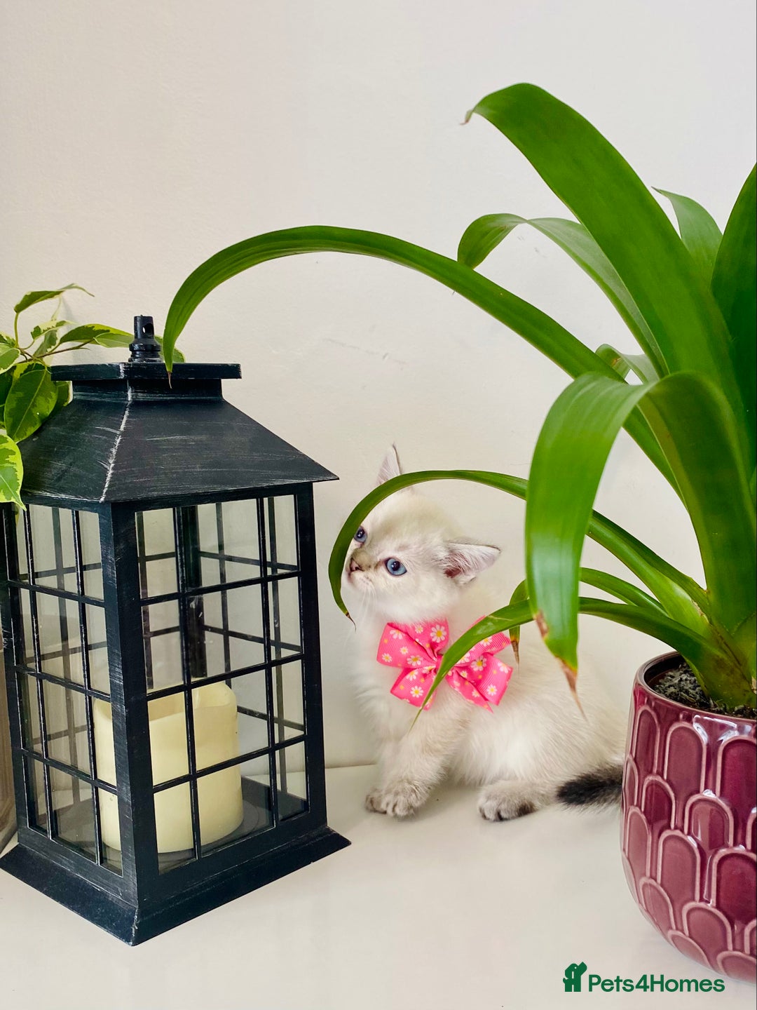 Ragdoll cats for sale: Ragdoll X British  - Image 2