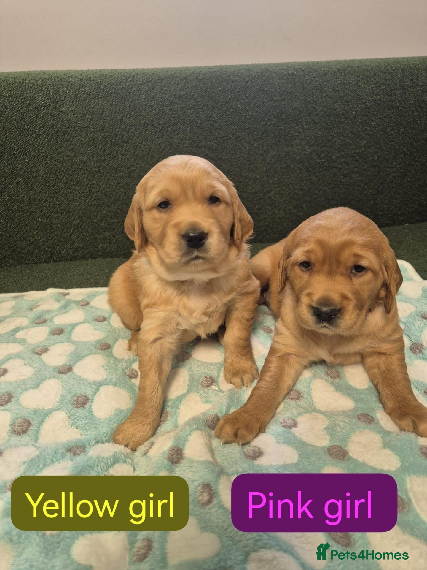 Golden Retriever dogs Stunning KC registered dark puppies - Advert 1